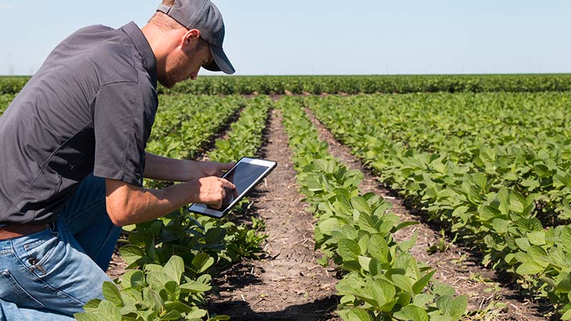 Agronomist using a tablet in a field.