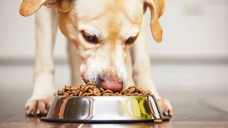A dog eating pet food from a bowl.