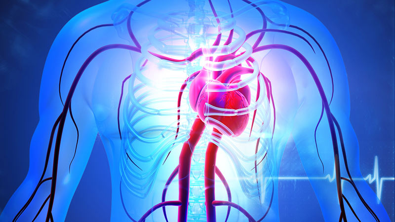 Human circulation cardiovascular system with heart anatomy.