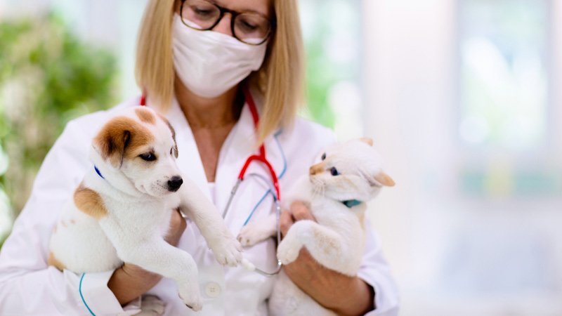 A vet examining a dog and a cat.
