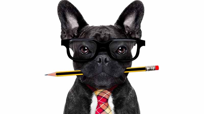 Dog wearing glasses and holding a pencil.
