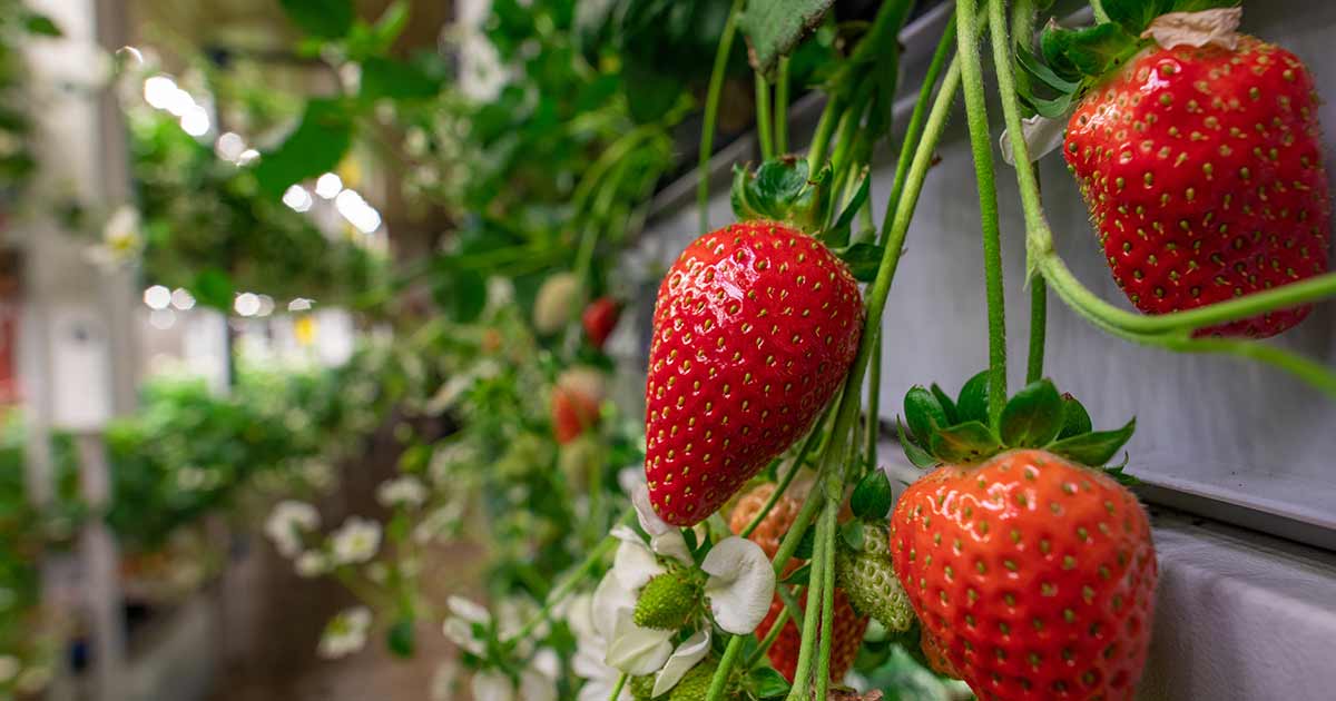 Vertical farming strawberries